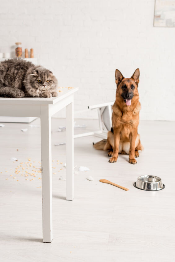 A cat and Dog in a room. The cat is laying on the table and the dog is behind it, with a broken chair.